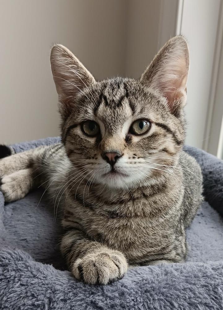 Brownie, a Adopted Domestic Short Hair in Youngsville, NC image 1/6
