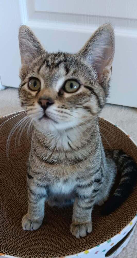 Brownie, a Adopted Domestic Short Hair in Youngsville, NC image 2/6