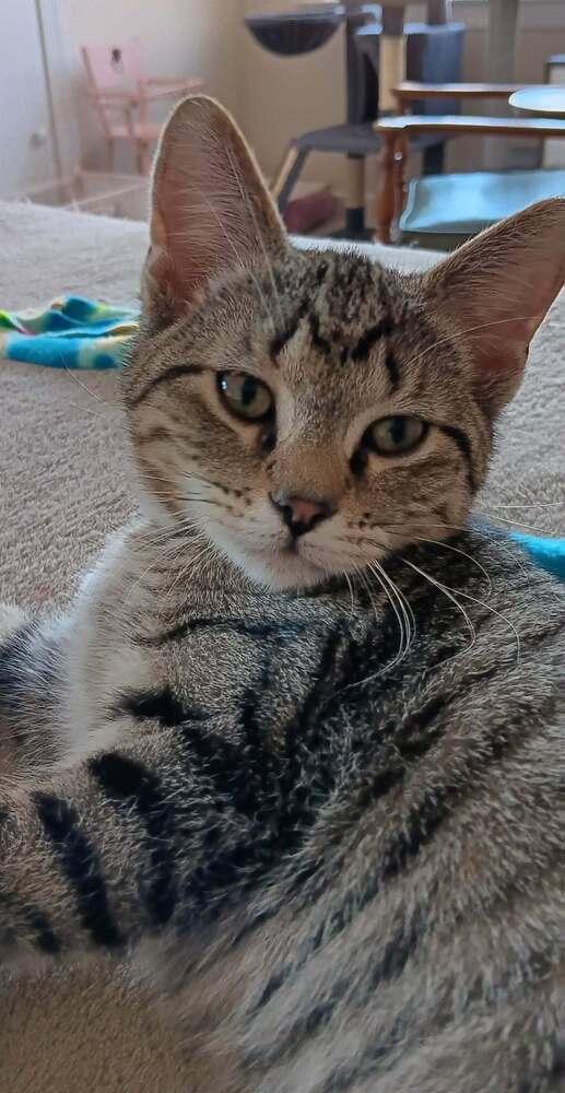 Brownie, a Adopted Domestic Short Hair in Youngsville, NC image 3/6