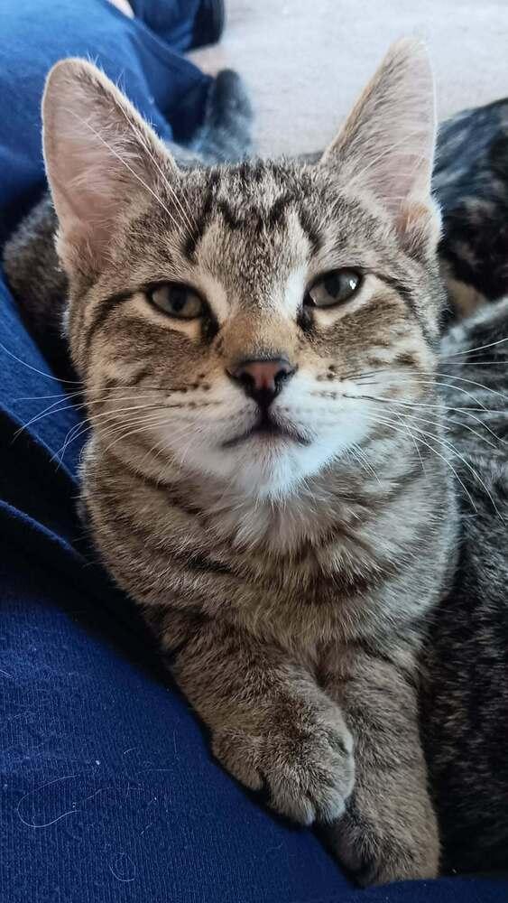 Brownie, a Adopted Domestic Short Hair in Youngsville, NC image 4/6