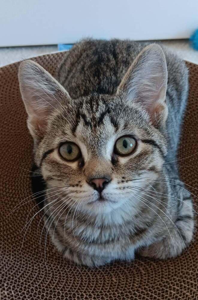 Brownie, a Adopted Domestic Short Hair in Youngsville, NC image 5/6