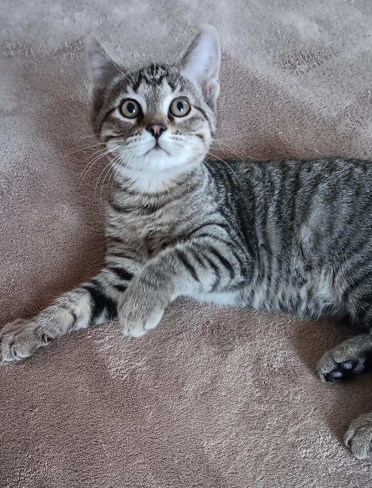 Brownie, a Adopted Domestic Short Hair in Youngsville, NC image 6/6