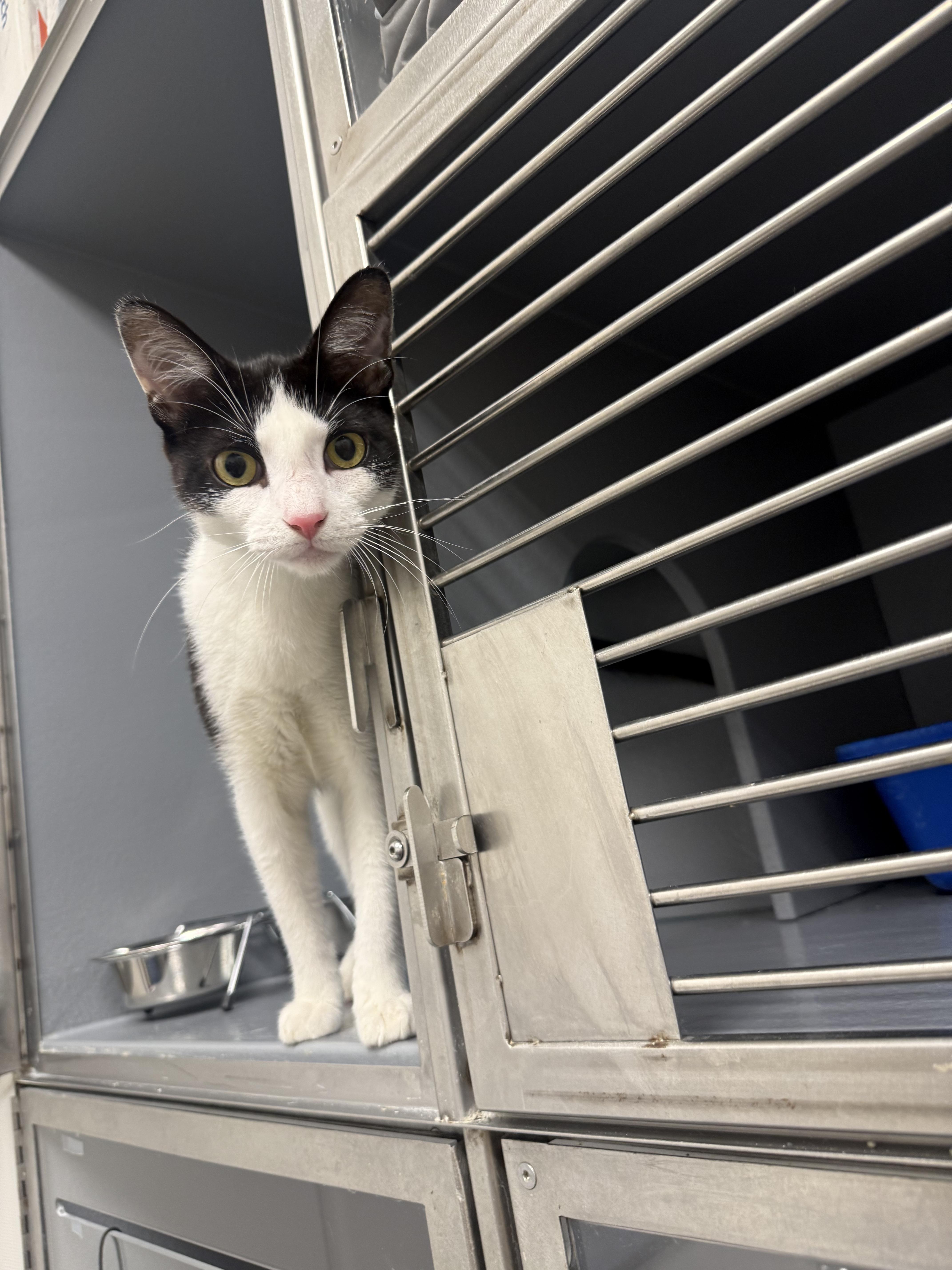 Binnie, ADOPTABLE, Kitten Female Domestic Short Hair.