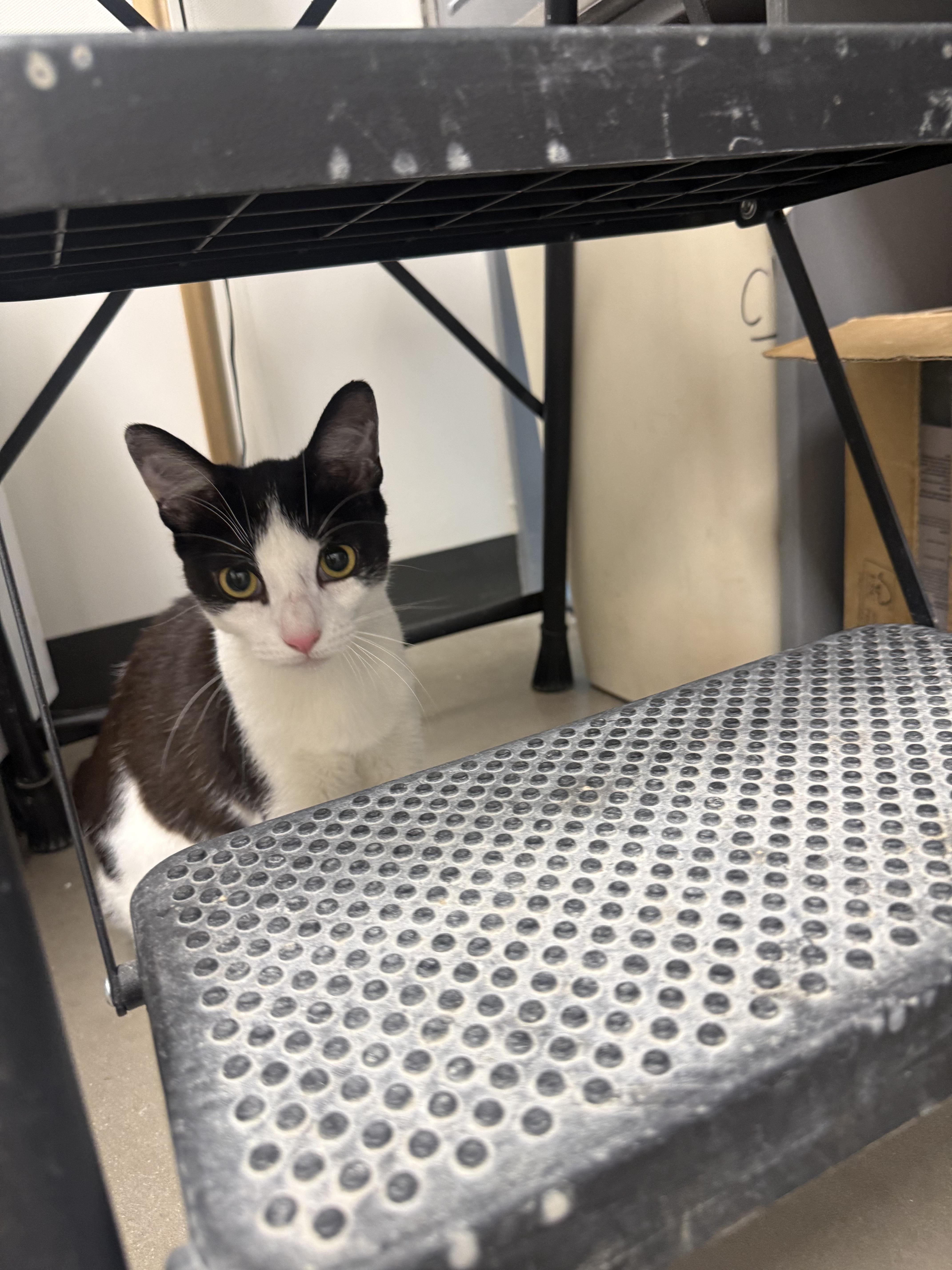 Binnie, a ADOPTABLE Domestic Short Hair in Staten Island, NY image 3/3