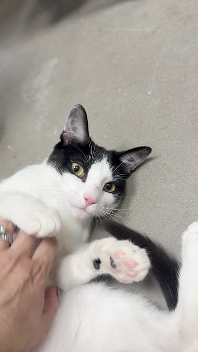 Enlarge Binnie, a ADOPTABLE Domestic Short Hair in Staten Island, NY video 2/3