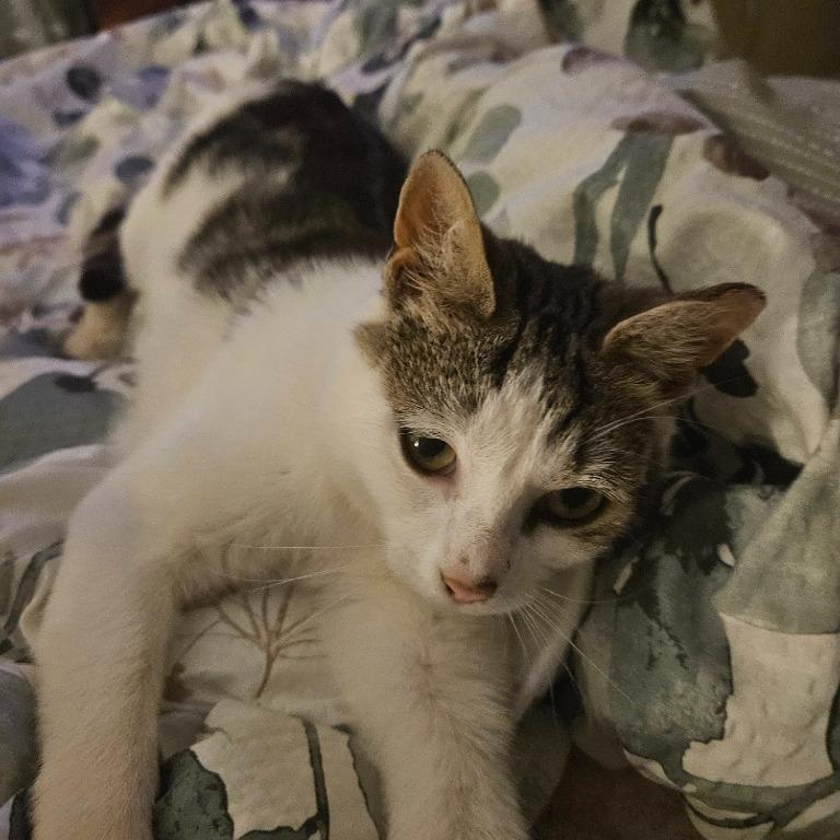 Pixie aka Squeakers, Adoptable, Kitten Female Domestic Short Hair.