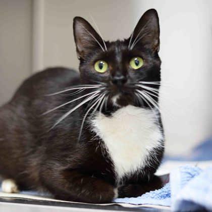 Sophie, Adoptable, Adult Female Domestic Short Hair.