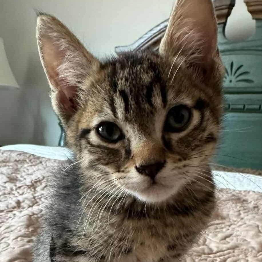 Enlarge Bartholomew, a Adoptable Domestic Short Hair in Lions Bay, BC image 1/1