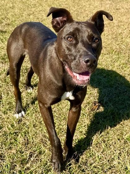 Tarzan, Adoptable, Puppy Male Labrador Retriever & Mixed Breed.
