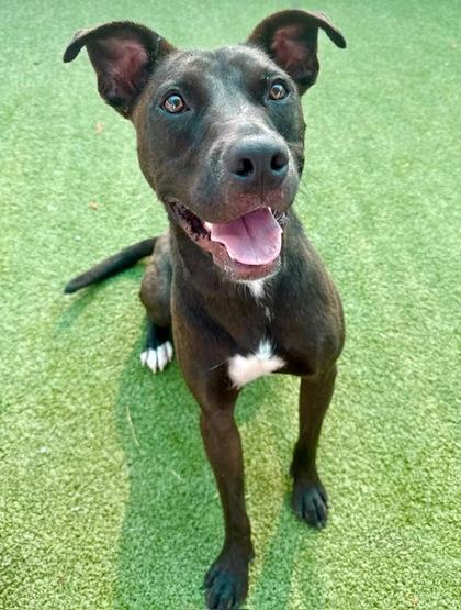 Tarzan, a Adoptable mixed breed in Port Saint Joe, FL image 2/3