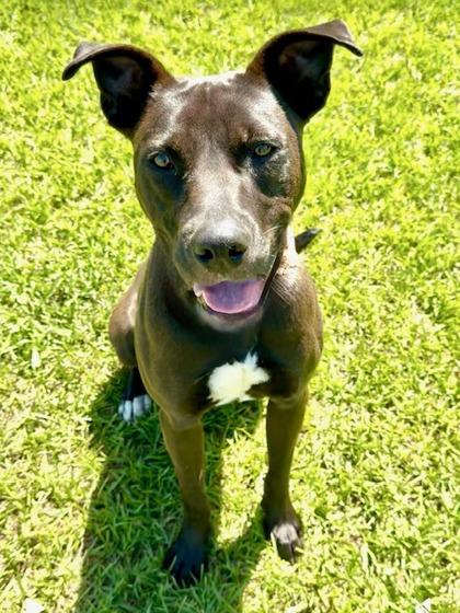 Enlarge Tarzan, a Adoptable mixed breed in Port Saint Joe, FL image 2/3