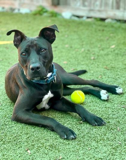 Tarzan, Adoptable, Puppy Male Labrador Retriever & Mixed Breed.