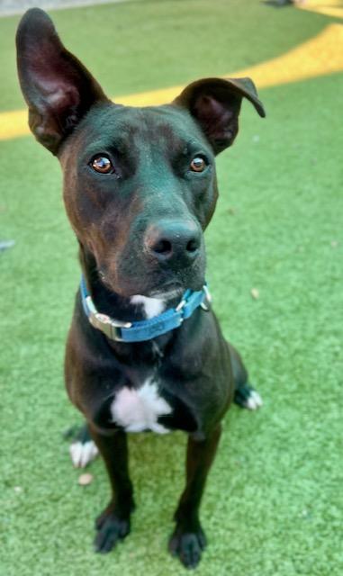 Tarzan, a Adoptable mixed breed in Port Saint Joe, FL image 2/3