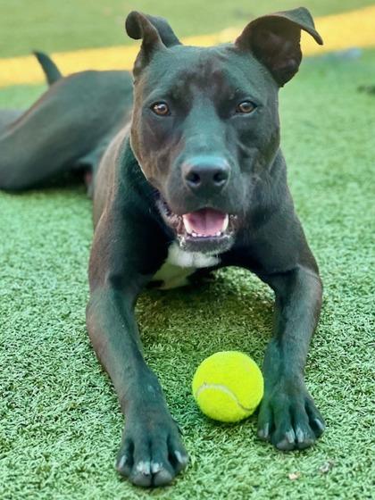 Tarzan, a Adoptable mixed breed in Port Saint Joe, FL image 3/3