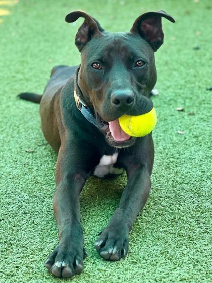 Tarzan, a Adoptable mixed breed in Port Saint Joe, FL image 3/3