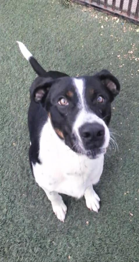 Rome, a Adoptable Australian Cattle Dog / Blue Heeler in Rockwall, TX image 1/3