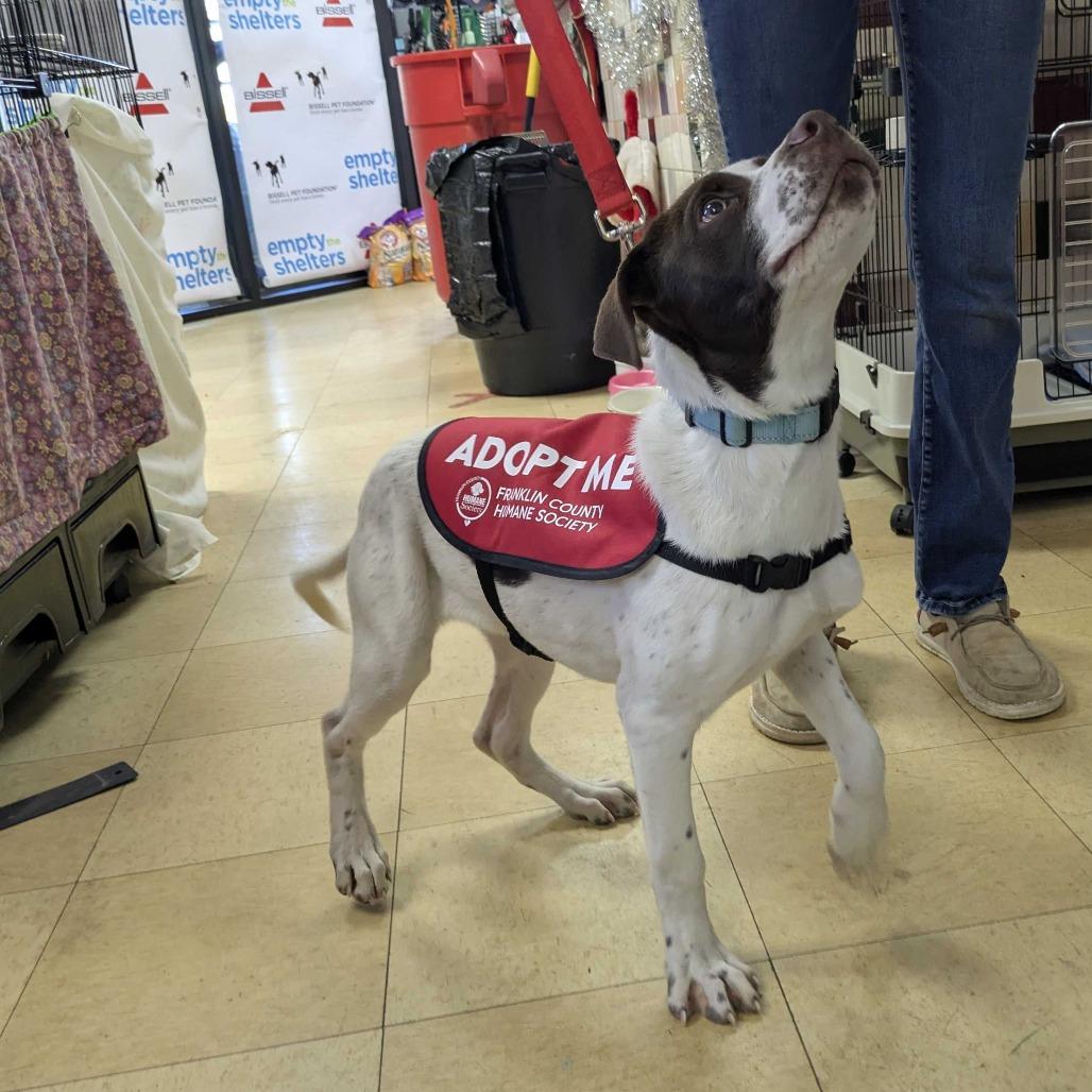 Harrow PR 2, a Adoptable Mixed Breed in Union, MO image 1/5