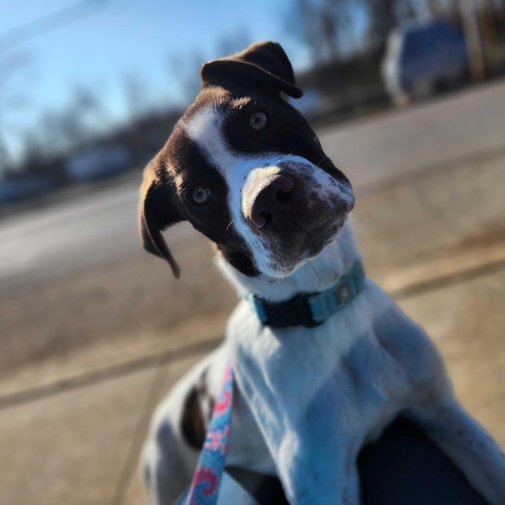 Harrow PR 2, a Adoptable Mixed Breed in Union, MO image 2/5