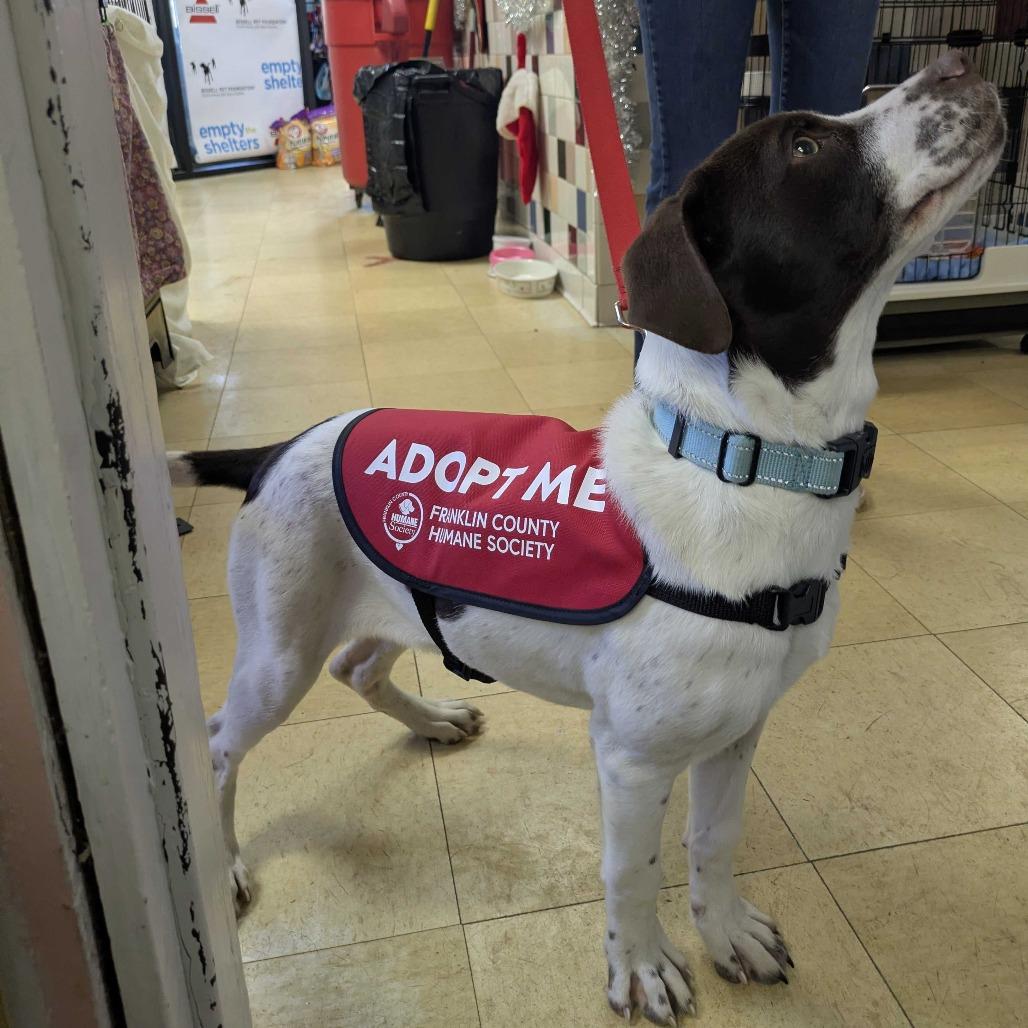 Harrow PR 2, a Adoptable Mixed Breed in Union, MO image 3/5