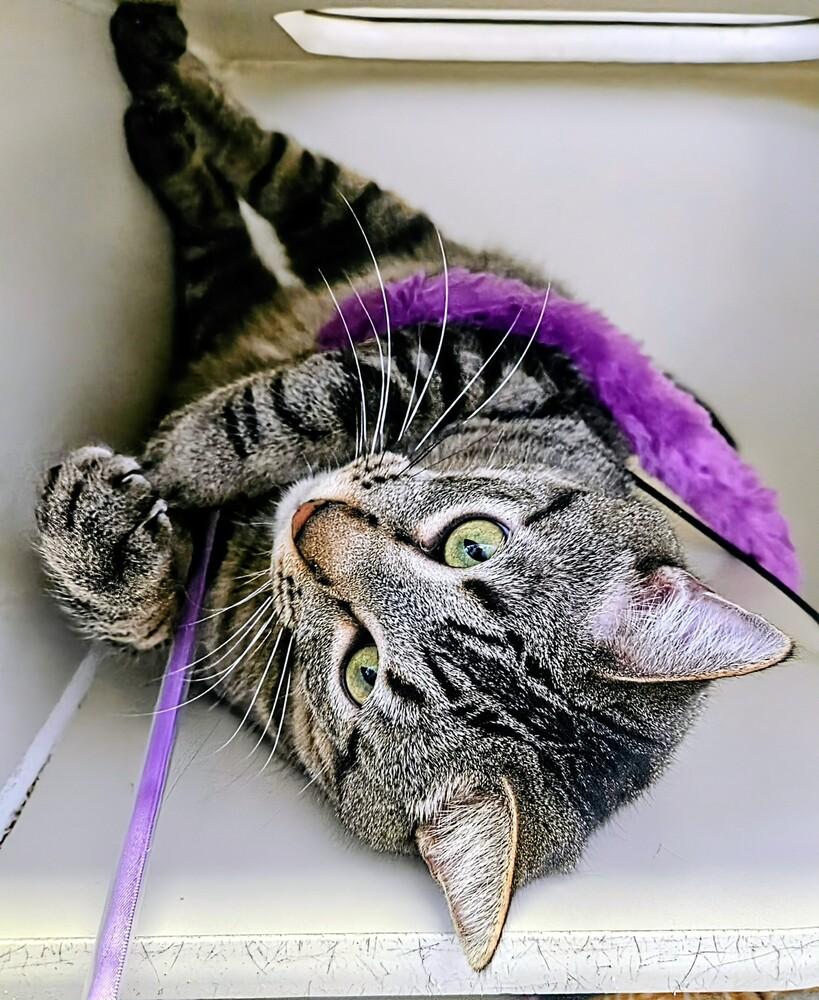 Archie, a Adoptable mixed breed in Leadville, CO image 1/6