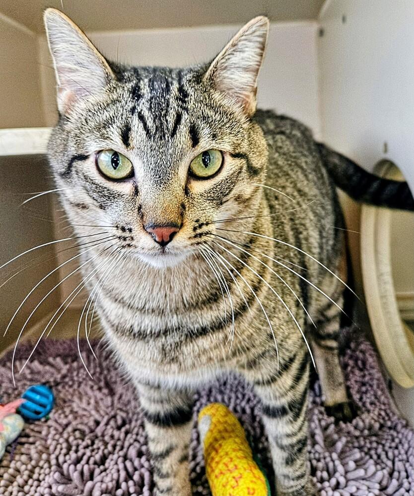 Archie, a Adoptable mixed breed in Leadville, CO image 2/6