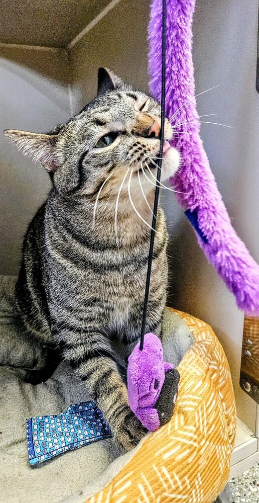Archie, a Adoptable mixed breed in Leadville, CO image 4/6
