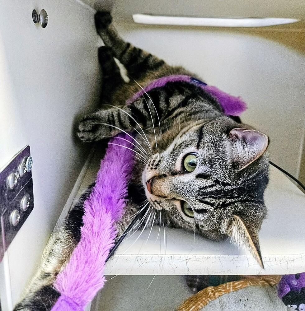 Archie, a Adoptable mixed breed in Leadville, CO image 5/6