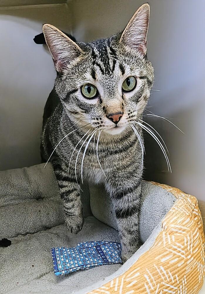 Archie, a Adoptable mixed breed in Leadville, CO image 6/6