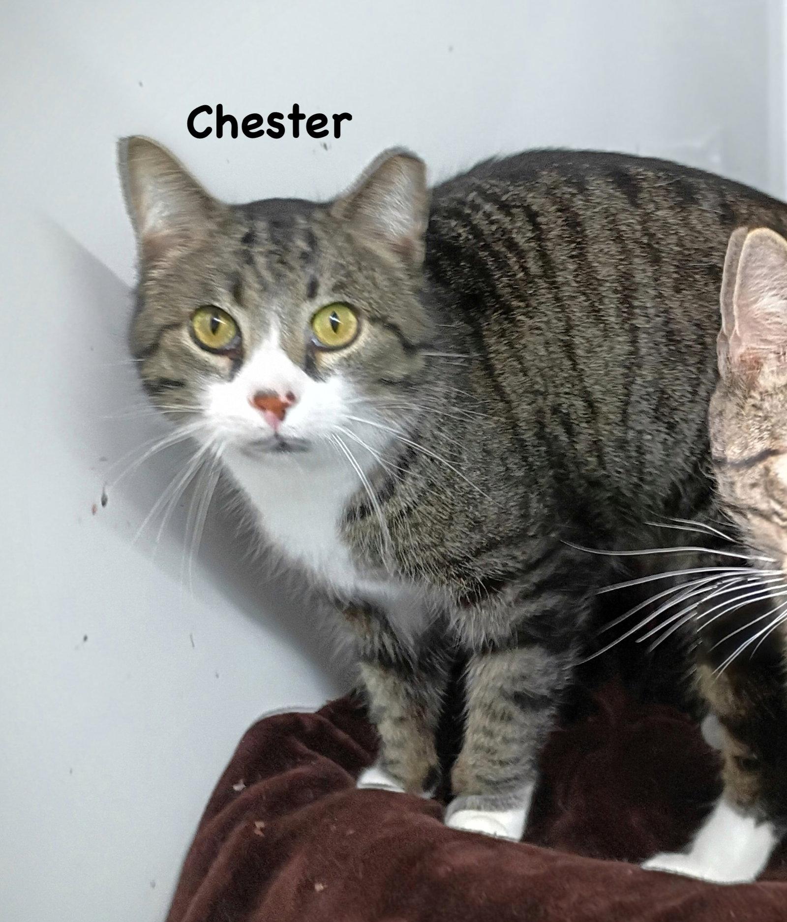 Enlarge Chester, a Adoptable mixed breed in Morehead, KY image 1/1