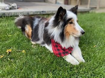 Enlarge Lucy - ADOPTION PENDING, a ADOPTABLE Shetland Sheepdog / Sheltie in York, ON image 1/2