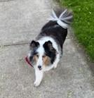 Enlarge Lucy - ADOPTION PENDING, a ADOPTABLE Shetland Sheepdog / Sheltie in York, ON image 2/2