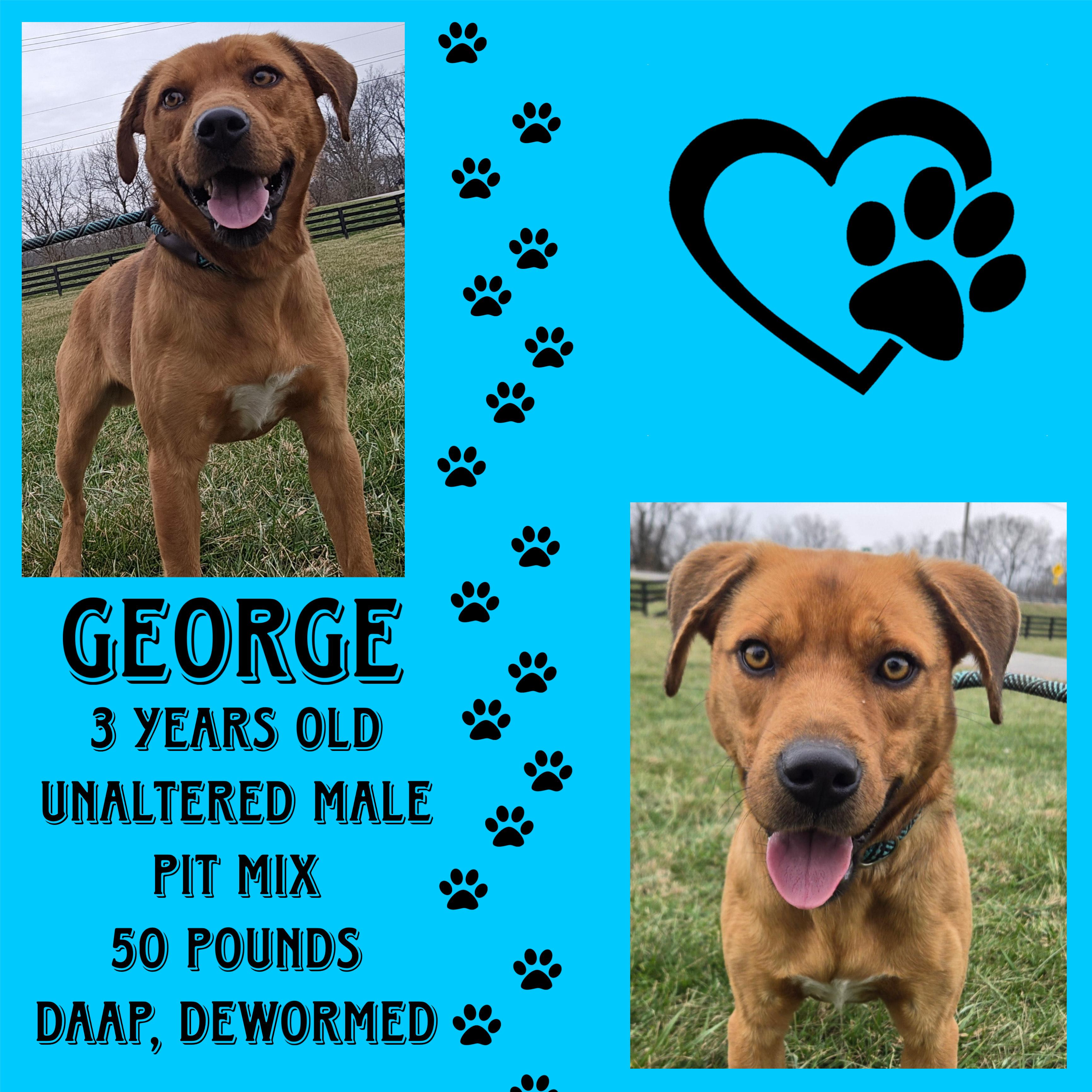 Enlarge George, a ADOPTABLE mixed breed in Cynthiana, KY image 1/1