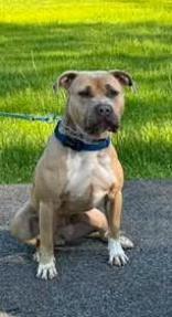 Enlarge Petunia, a Adopted mixed breed in Liverpool, NY image 2/2