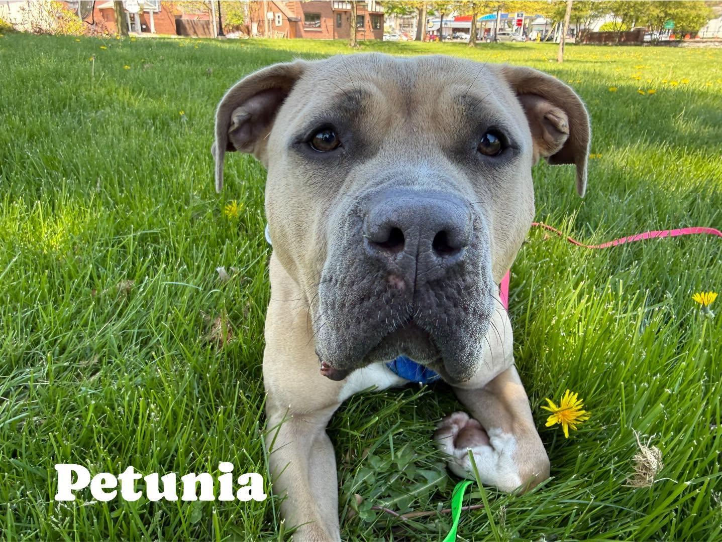 Petunia, Adopted, Adult Female Pit Bull Terrier.
