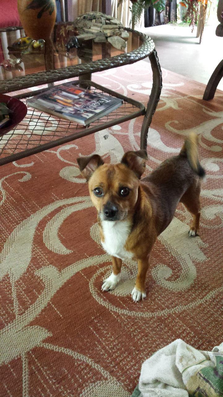Reno, Adoptable, Adult Male Chihuahua & Pomeranian.