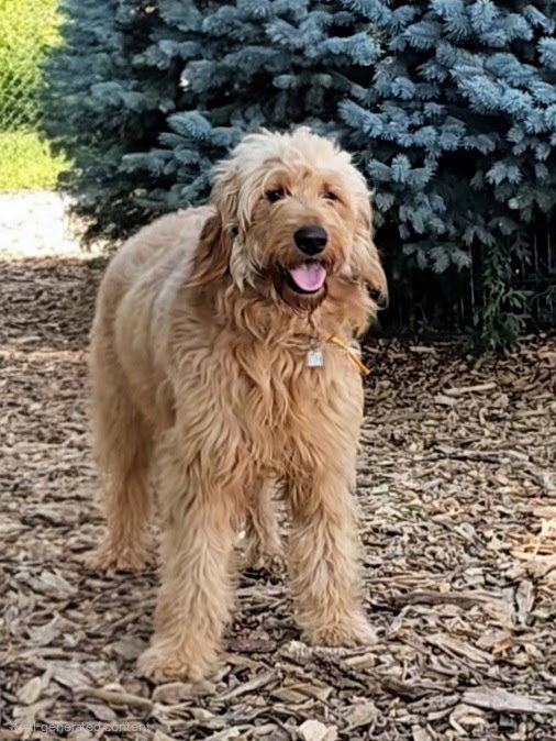 Elvis, Adopted, Adult Male Golden Retriever & Standard Poodle.