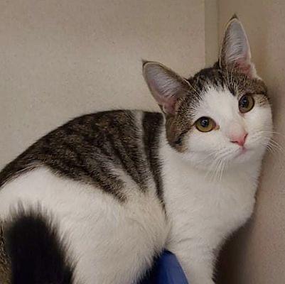 Enlarge Sophie, a Adoptable mixed breed in Pottsville, PA image 1/1