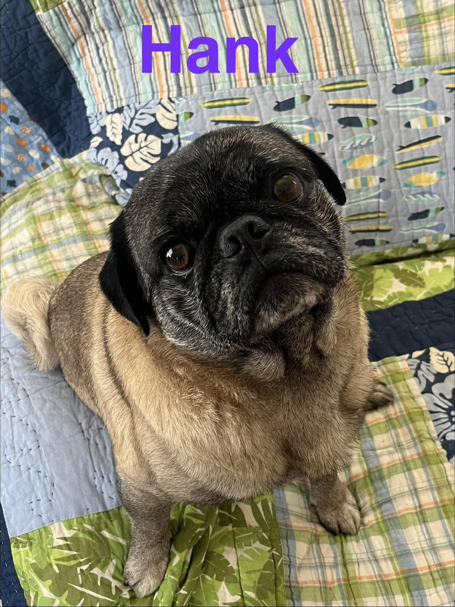 Enlarge Hank, a Adopted Pug in Pipe Creek, TX image 1/3