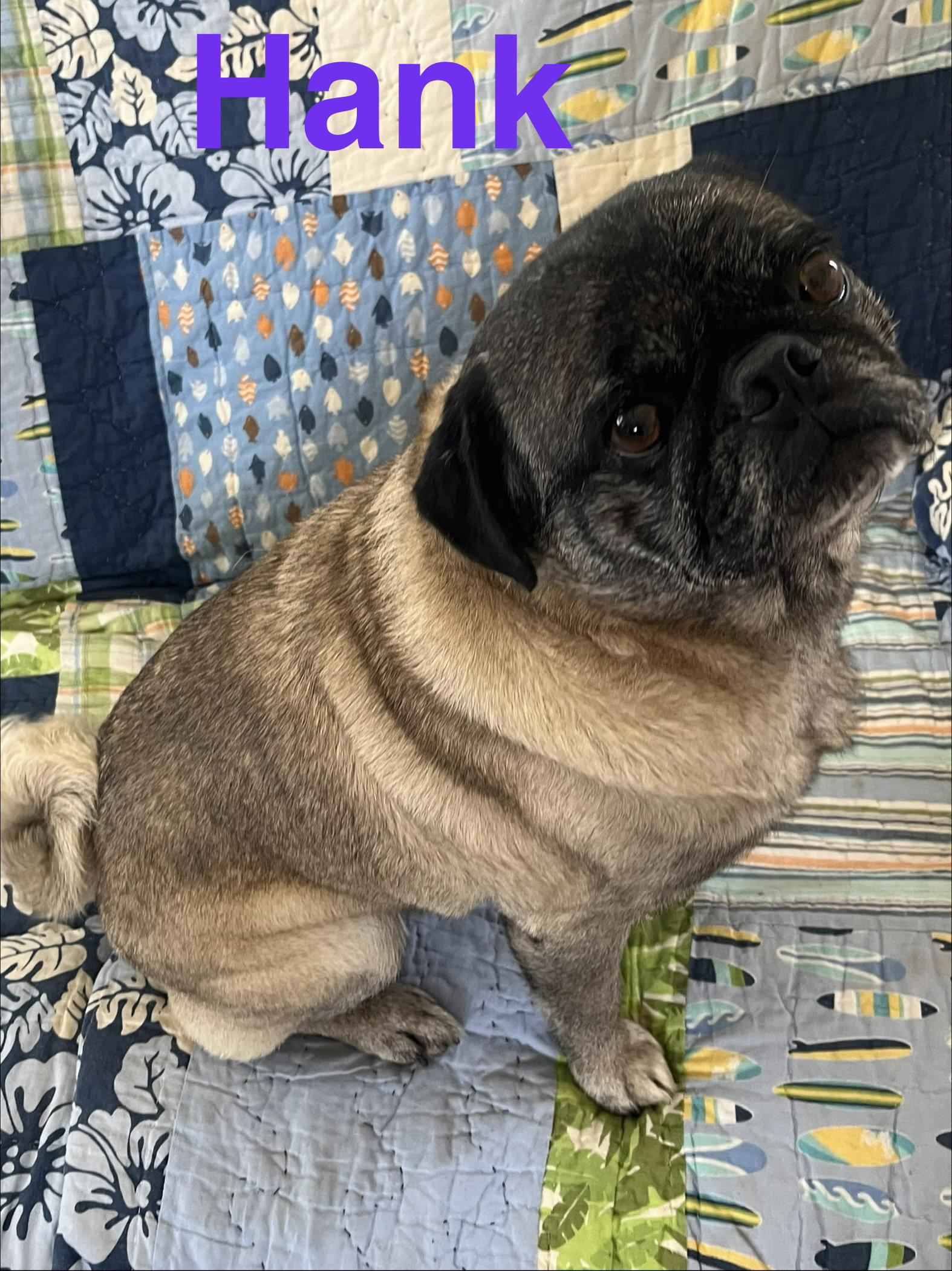 Enlarge Hank, a Adopted Pug in Pipe Creek, TX image 2/3