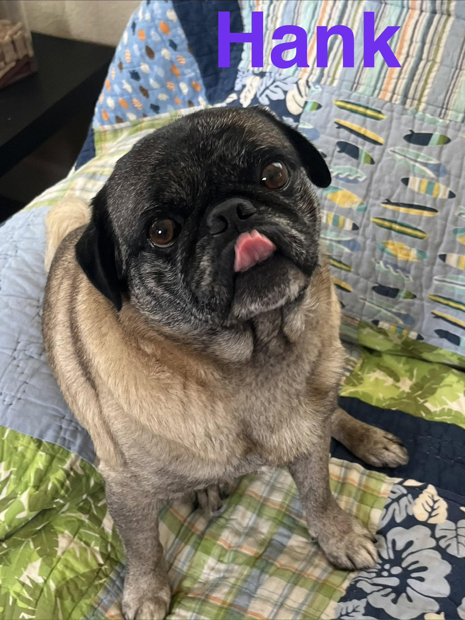 Enlarge Hank, a Adopted Pug in Pipe Creek, TX image 3/3
