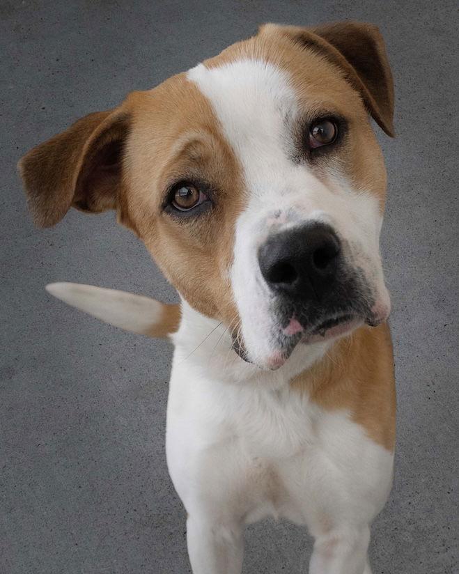 Bullet, Adoptable, Young Male Pit Bull Terrier.