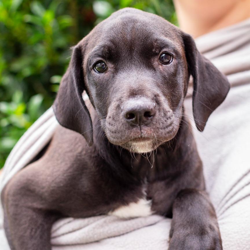 Enlarge Union, a Adoptable mixed breed in Hattiesburg, MS image 1/1