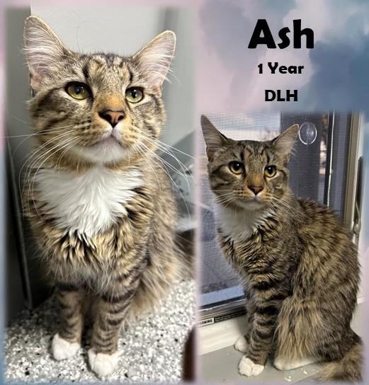 Ash