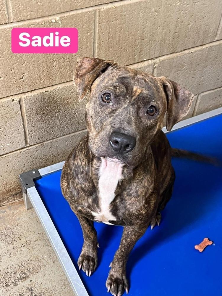 Sadie