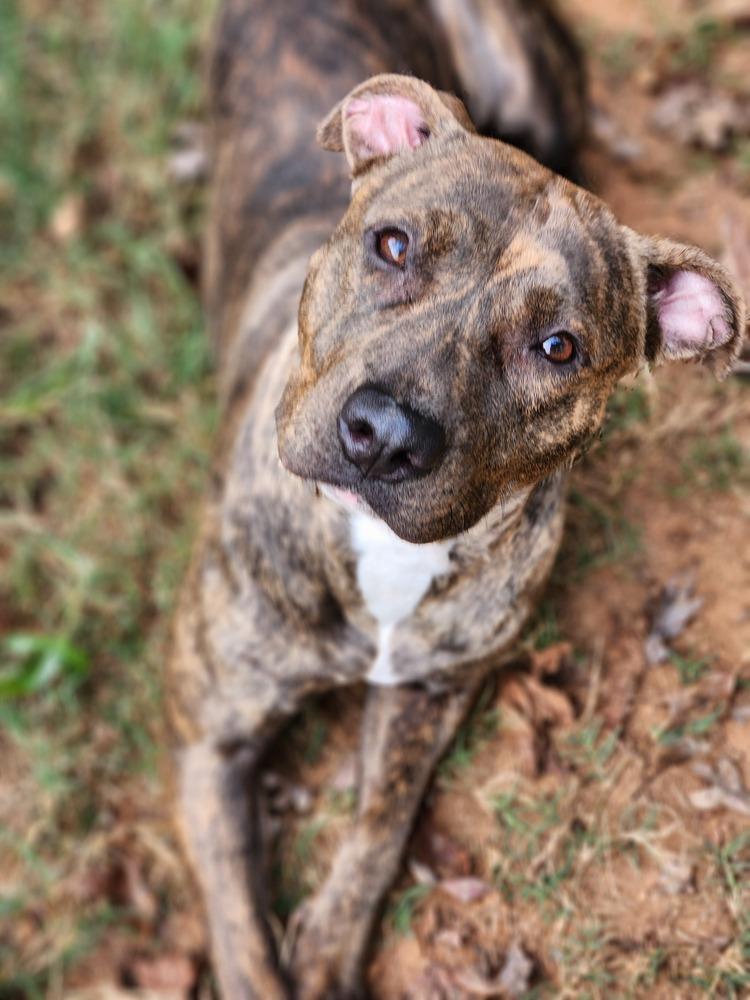 Sadie — thumbnail 3