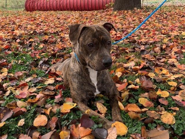 Sadie — thumbnail 4