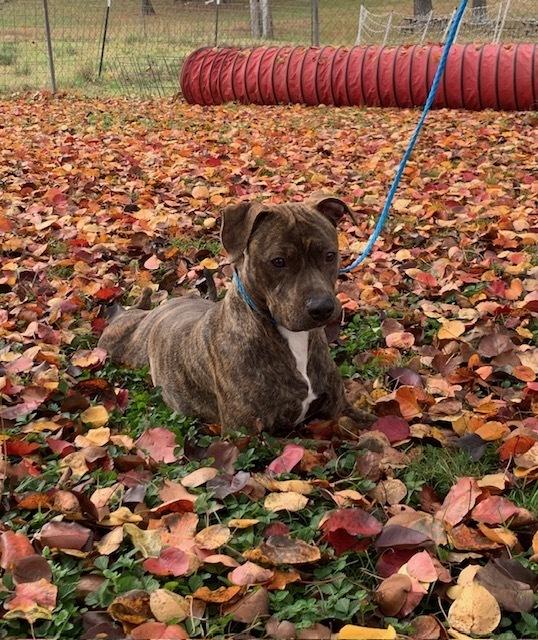 Sadie — thumbnail 5