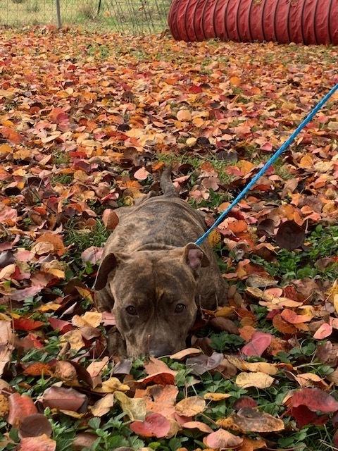 Sadie — thumbnail 6