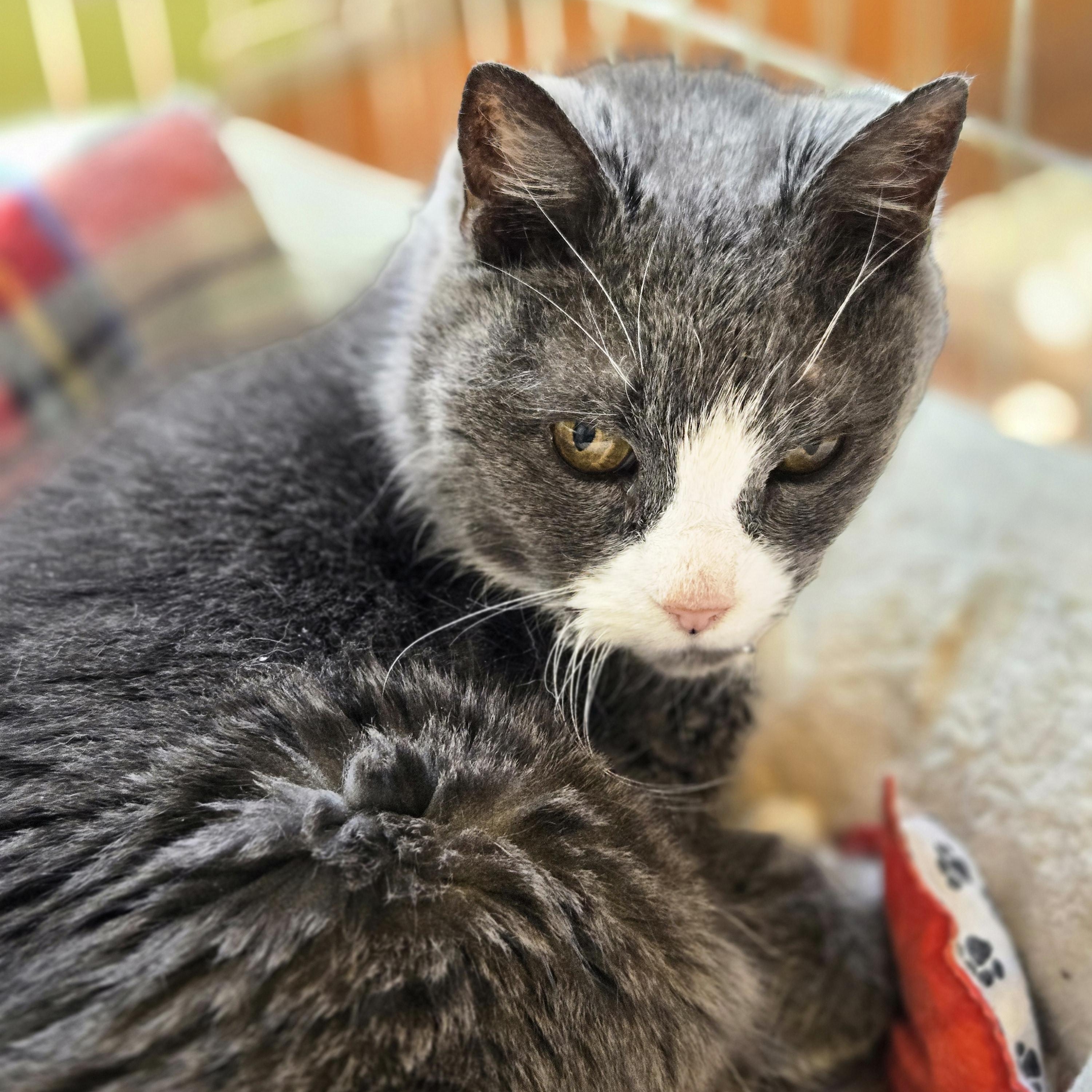 Enlarge Miss Kitty, an adopted Domestic Short Hair in Wells, ME image 1/1