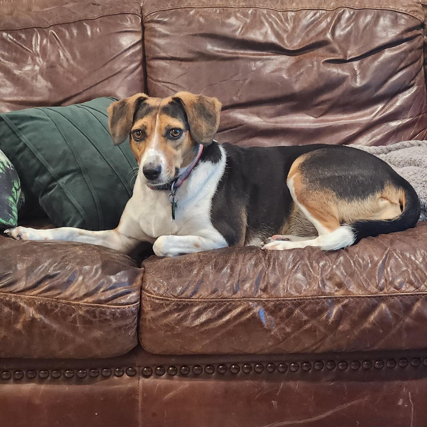 Jerie, Adopted, Adult Female Beagle.